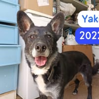 YAKI (UNION ANIMAL), chien à adopter