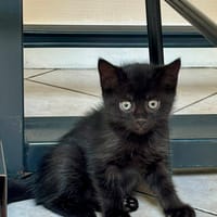 Minnie, chatte à adopter