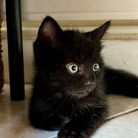Minnie, chatte à adopter