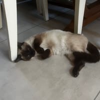 Isis, chatte à adopter