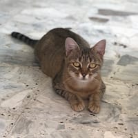 COCOTTE, chatte à adopter