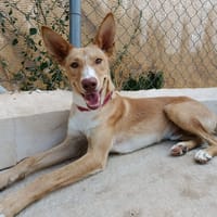 SIROCCO (Union Animal), chien à adopter