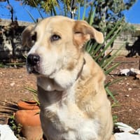 NIEBLA (Salvando Angeles), chien à adopter