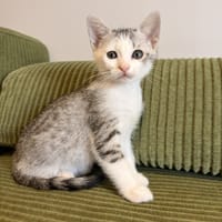 TSUKI, chatte à adopter