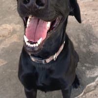 THANOS (Hogar De Paz), chien à adopter