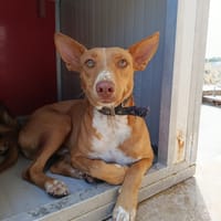 QUIMEY (Union Animal), chien à adopter