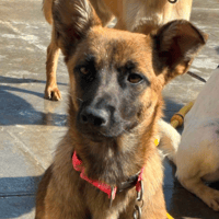 Saya, female dog to adopt