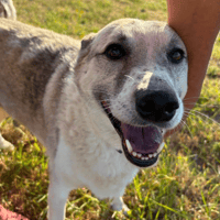 Peach, female dog to adopt