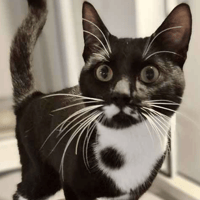 Jimmy, cat to adopt