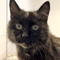 Rose, female cat to adopt