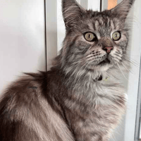 Benji, cat to adopt
