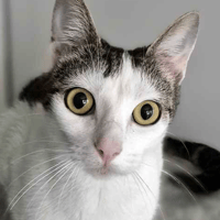 Gauri and Simba, female cat to adopt