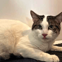 Max, cat to adopt