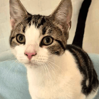 Bart and Lisa, cat to adopt