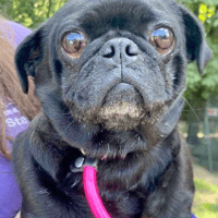 Poppet, Bridget and Waffle, female dog to adopt