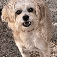 Coconut, dog to adopt