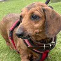 Daisy, female dog to adopt