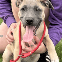 Luna Belle, female dog to adopt