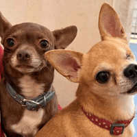 Gizzy and Lucky, dog to adopt