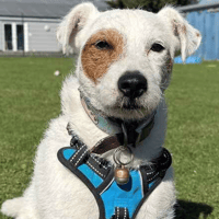 Bentley, dog to adopt