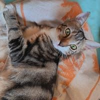 MAGDA, chatte à adopter
