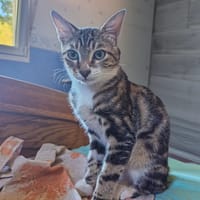DÉLIO, chat à adopter