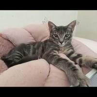 GHOST, chat à adopter