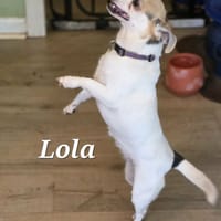LOLA, chienne à adopter