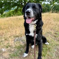 Toller Cody sucht seine Menschen, Hund zur Adoption