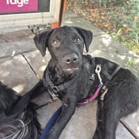 Kleiner Lino Welpe sucht seine Menschen, Hund zur Adoption