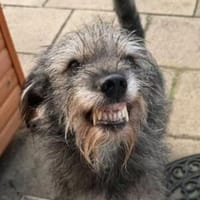 GONZO - wessen Herz ❤ erreicht sein Lächeln?, Hund zur Adoption