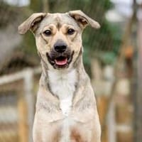 Starkes Frauchen für Milo gesucht, Hund zur Adoption