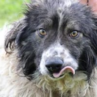 Jeromos - fröhlicher Jungrüde, Hund zur Adoption