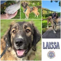 LAISSA * ausdrucksstarke liebe Persönlichkeit, Hündin zur Adoption