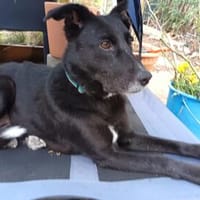 Tikva - sucht ein ruhiges Umfeld, Hündin zur Adoption