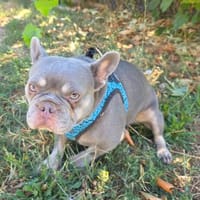 Französisches Bulldoggen Mädchen, Hündin zur Adoption