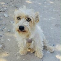 Chara ein norfolk Terrier Mix, Hündin zur Adoption