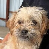 FRIDA - wünscht sich sehnlichst ein Zuhause, Hündin zur Adoption