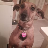 Finja 💛💛💛 möchte geliebt werden, Hündin zur Adoption