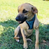 Tom ein liebes Kerlchen, Hund zur Adoption