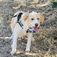 Marcy ein super liebes Mädchen, Hündin zur Adoption