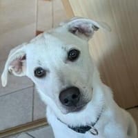 Hundeking CLEO, Hündin zur Adoption