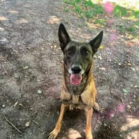 Alva sucht ihre Familie ❤, Hündin zur Adoption