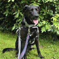 Zuhause gesucht für John Boy, Hund zur Adoption