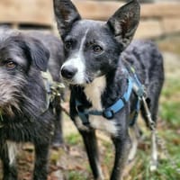 Salome sucht ihre Familie ❤, Hündin zur Adoption
