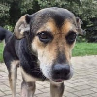 Hundeopi SPIKE, Hund zur Adoption