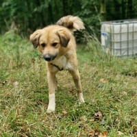 Grisu sucht seine Familie ❤, Hund zur Adoption