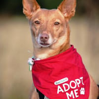 Lola kleine Podena sucht ihr Zuhause für Immer, Hündin zur Adoption