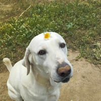 Jerry, liebenswerter Hundemann, ca.9 Jahre, Hund zur Adoption