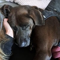 Teddy,  sanfter Schmusebär, ca. 5 Jahre, Hund zur Adoption